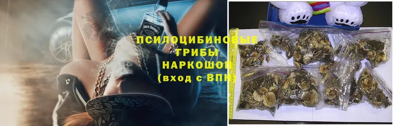 купить закладку  Волчанск  Галлюциногенные грибы Psilocybe 